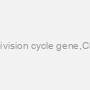 Human cell division cycle gene,CDC ELISA Kit